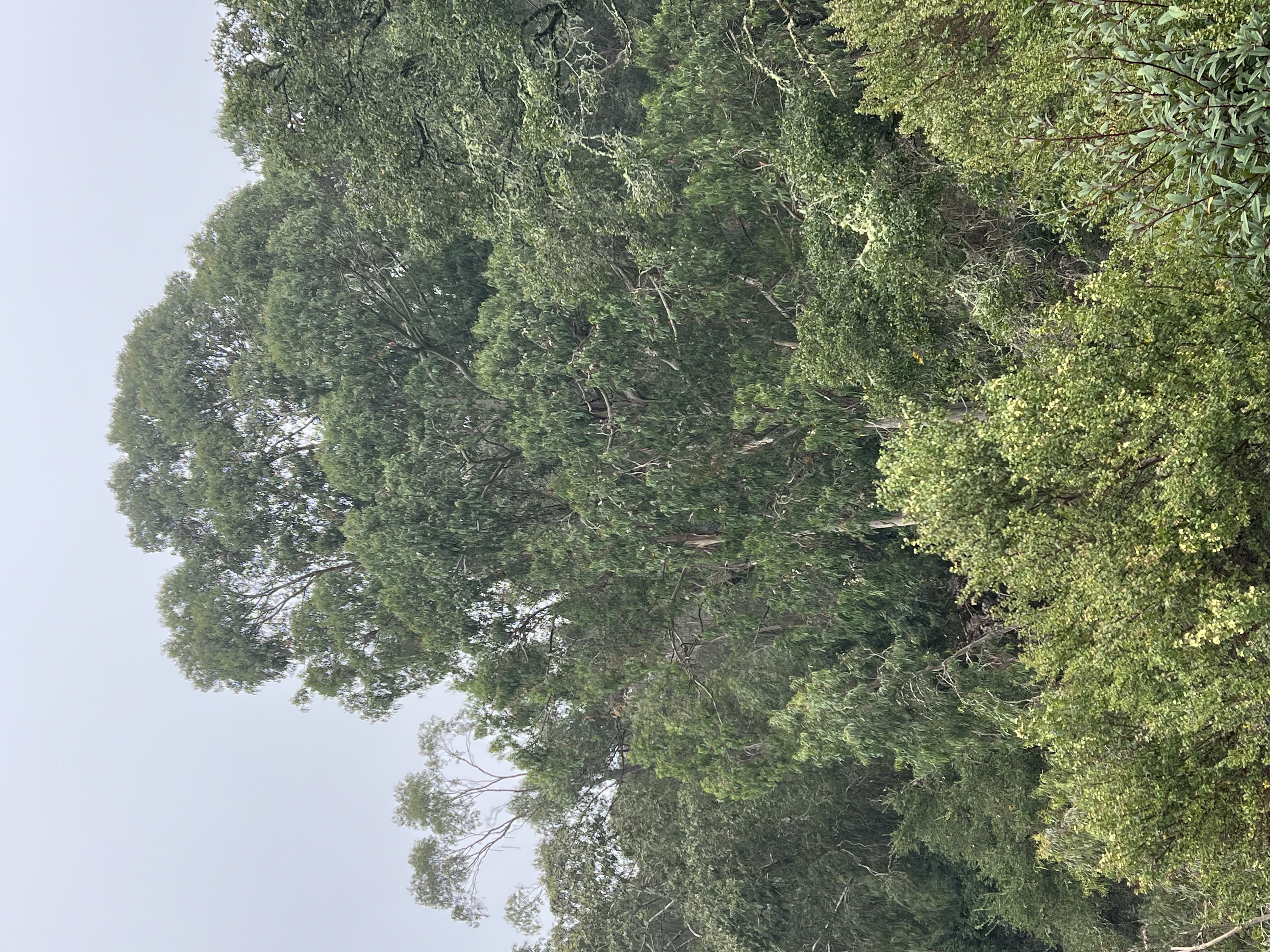 Eucalyptus in Tilden Park